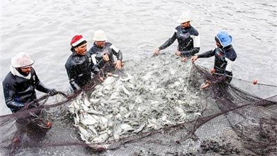 الخطوات والأوراق المطلوبة لإنشاء مزرعة سمكية 