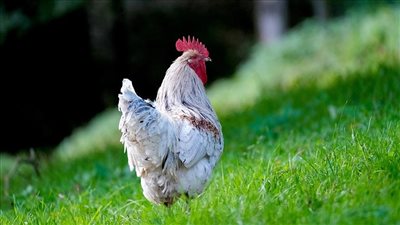 أسعار الدواجن اليوم الثلاثاء 14-9-2021 