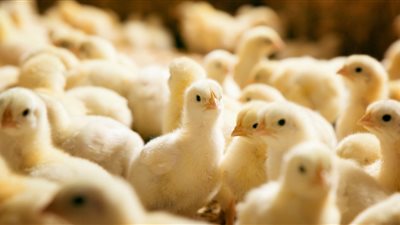 أسعار الكتاكيت البيضاء اليوم السبت 4-2-2022 في السوق المصري 