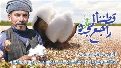 قطاع الأعمال: 3715 جنيها سعر قنطار القطن في أول مزاد لموسم 2021-2022 