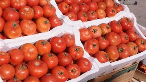 اسعار الطماطم