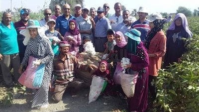 افتتاح موسم جني القطن بالقنطرة غرب في الإسماعيلية │ صور