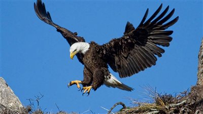 بعد انقراض 95 % من أعدادها عالميًا.. ماذا لو اختفت النسور؟ جمعية حماية الطبيعة تجيب