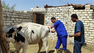 بيطري أسيوط: إطلاق حملة تحصين شاملة للماشية بالمحافظة 