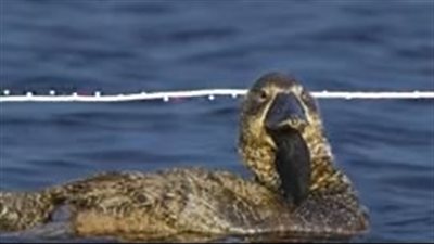 الصبارة الراقصة تصبح حقيقة.. اكتشاف بط يسّب الناس في أستراليا