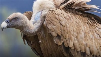 زبال البرية يواجه الانقراض.. دور النسور في الحد من انتشار الأوبئة والأمراض