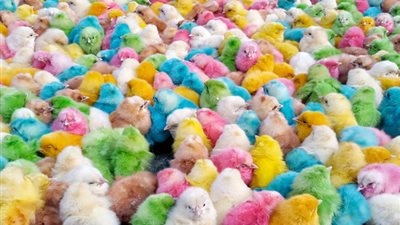 سعر الكتاكيت البيضاء اليوم 8-9-2021 