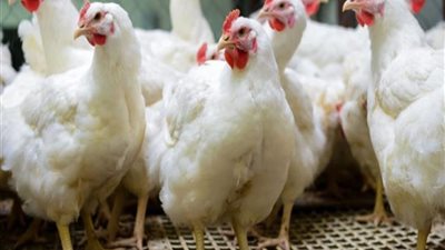 أسعار الدواجن اليوم الخميس 9 -9-2021