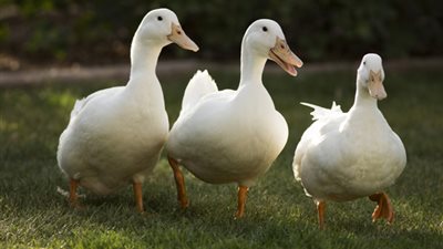 تصدير بط وحمام لـ 10 دول منها السعودية والإمارات وألمانيا وإسبانيا