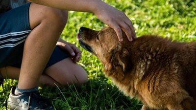 الإفتاء تحسم الجدل حول حكم تربية الكلاب بالمنزل 