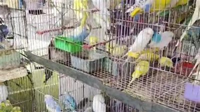 العصفور بـ500 جنيه.. جولة داخل سوق الجمعة بالسيدة عائشة