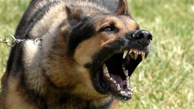 تأجيل نظر دعوى وقف قانون حيازة الكلاب والحيوانات الخطرة لـ 25 نوفمبر