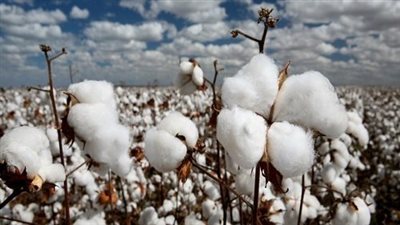 الذهب الأبيض يُزين حقول الشرقية في انطلاق موسم جني القطن