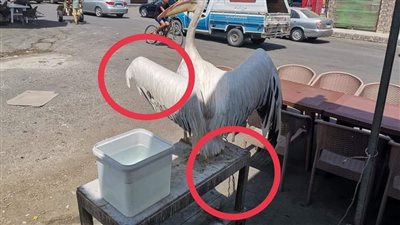 أول تحرك من وزارة البيئة تجاه مخالفات ضد طيور البجع الأبيض المهاجرة في العين السخنة