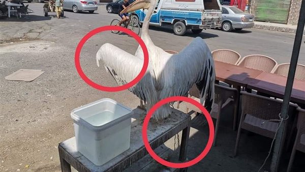 طائر البجع الأبيض