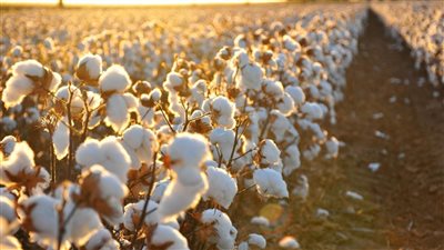  نقيب الفلاحين: توقعات بارتفاع سعر قنطار القطن لـ 4000 جنيه