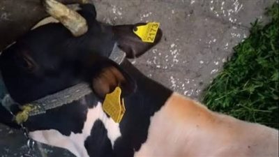 بيطري البحيرة: استخراج 9315 بطاقة تسجيل حيوان و10105 بدل فاقد خلال أغسطس