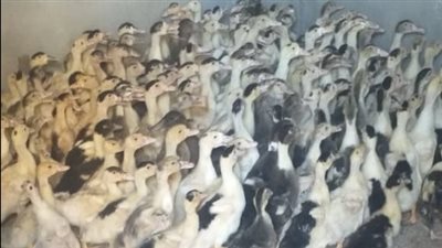 محافظ البحيرة: توزيع 39 ألف بطة بمشروع تربية البط على 1967 سيدة