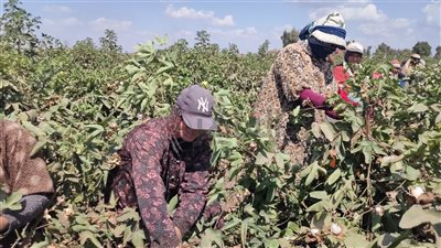 بـ 3 آلاف جنيه للقنطار.. انطلاق فعاليات المزاد الثاني لبيع القطن في الشرقية | فيديو