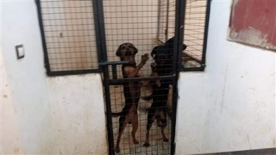 حملات لإزالة عشش الكلاب بنطاق حي المناخ ببورسعيد