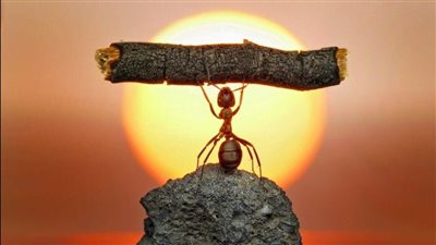 يتفوق على الإنسان.. النمل بطل العالم في رفع الأثقال