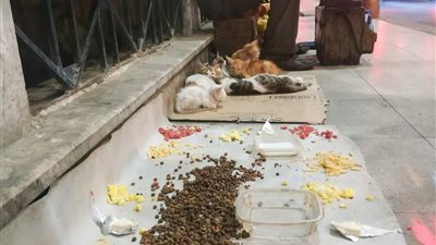  «باب للتسول».. تحذير من لقطة افتراش عامل لرصيف بالإسكندرية لإطعام القطط