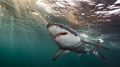 بعد إصابة غواص وإغلاق الشواطئ.. ما هو برنامج رصد أسماك القرش؟