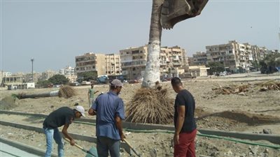 محافظة بورسعيد تطمئن الأهالي بشأن نخيل شارع 23 | صور