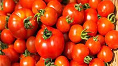 شعبة الخضروات تكشف أسباب ارتفاع أسعار الطماطم وموعد انخفاض سعرها بالأسواق