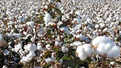 بحوث القطن: طفرة استثنائية في المحصول ولأصناف الجديدة توفر 1000 متر مكعب من المياه