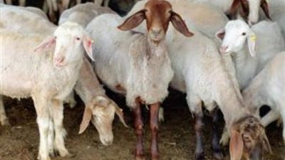 انطلاق الحملة القومية للتحصين ضد مرض طاعون المجترات الصغيرة بالأقصر.. السبت