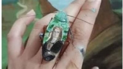 الفن جنون.. فتاة تُبدع في رسم لوحات فان جوخ على ظهر الصراصير