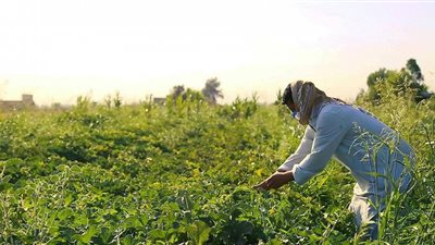  زيادة في القروض الاستثمارية ومشروعات المزراعين عام 2020.. ما القصة؟