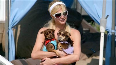 أسكنتهم قصر يشبه قصرها.. كيف تدلل باريس هيلتون كلابها؟