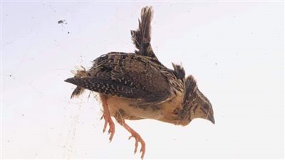 موسم صيد السمان بين هواية يتوارثها الأجيال ومصدر رزق لأهالي سيناء | صور