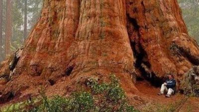 أطلقوا عليها اسم الجنرال شيرمان.. محاولة إنقاذ أكبر شجرة في العالم من حريق كاليفورنيا | صور
