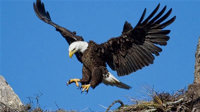 المصرية لحماية الطبيعة: انقراض النسور ينذر بكارثة بيئية ويكلف الحكومات مبالغ باهظة