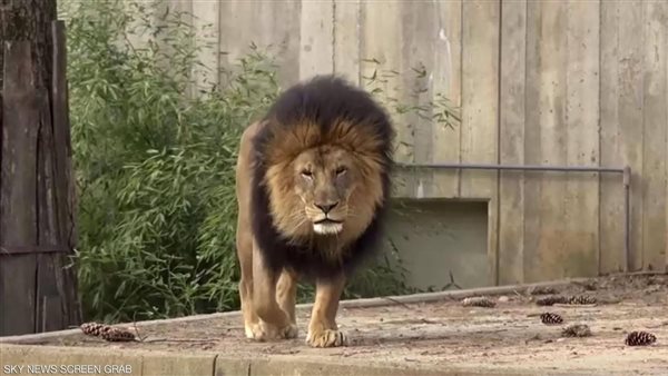 أحد الأسود المصابة