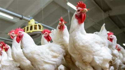 الفراخ بـ 30 جنيه والحمام بـ 55.. أسعار الطيور اليوم في الأسواق 