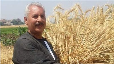 نقيب الفلاحين: التوسع الرأسي في زراعة القمح الطريق الأنسب لتقليل الفجوة بين الإنتاج والاستهلاك