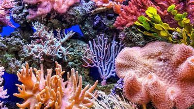  دراسة: أغطية الشعب المرجانية تراجعت للنصف نتيجة للتغيرات المناخية
