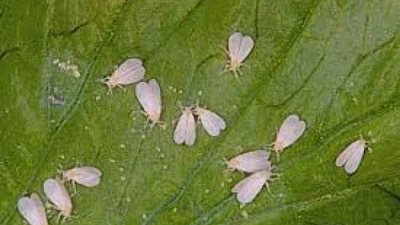 كيف تؤثر الذبابة البيضاء على المحاصيل الزراعية؟