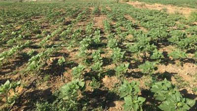 المناخ الزراعي يعلن انتهاء فصل الصيف فلكيًا بمصر