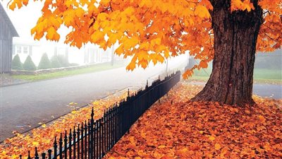 يبدأ الأربعاء.. الأرصاد تكشف توقعاتها لحالة الطقس خلال فصل الخريف