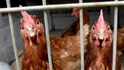 البيضاء بـ30 جنيهًا والبط بـ50.. تعرف على أسعار الدواجن اليوم