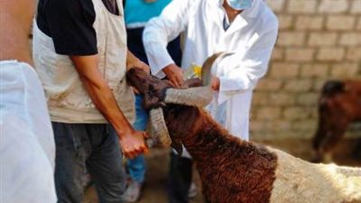 الجيزة تعلن انطلاق الحملة القومية للتحصين ضد مرض طاعون المجترات الصغيرة