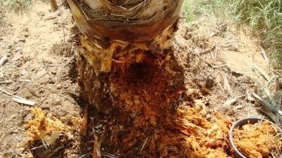 تسبب خسائر اقتصادية فادحة.. نقيب الفلاحين يكشف أضرار سوسة النخيل