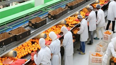 البحوث الزراعية: التكويد ساهم في زيادة التصدير بنحو 10% خلال 5 أشهر 