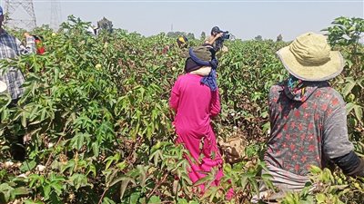 البحوث الزراعية تعلن بدء جني الأقطان صنف جيزة 97 الموفر للمياه بكفر الشيخ