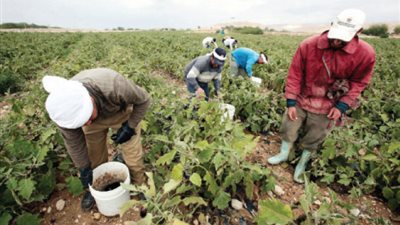 المناخ الزراعي: انخفاض إنتاجية البطاطس بنسبة 22% بسبب التغيرات المناخية 